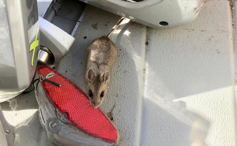 Deck Boxes and Deer Mice: Strengthening a Deck Box