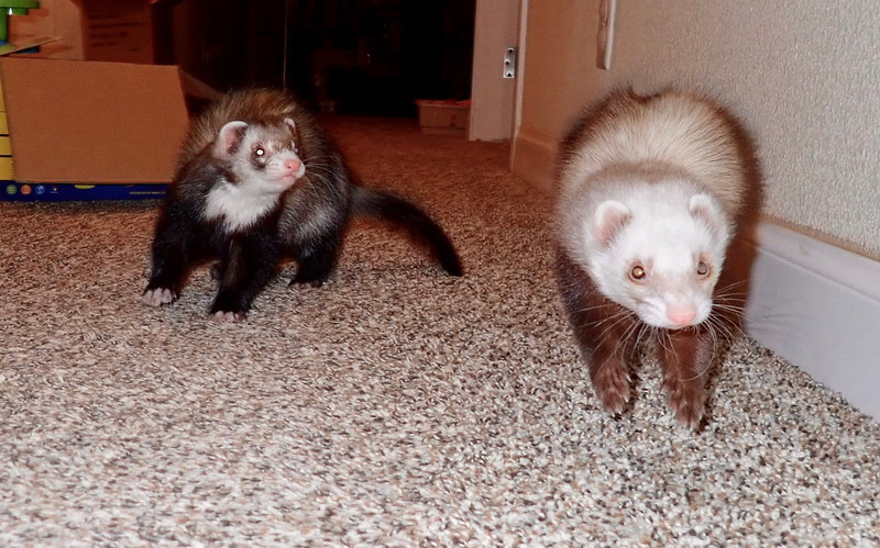 Technology, Anti-fragility of Property, and Ferrets