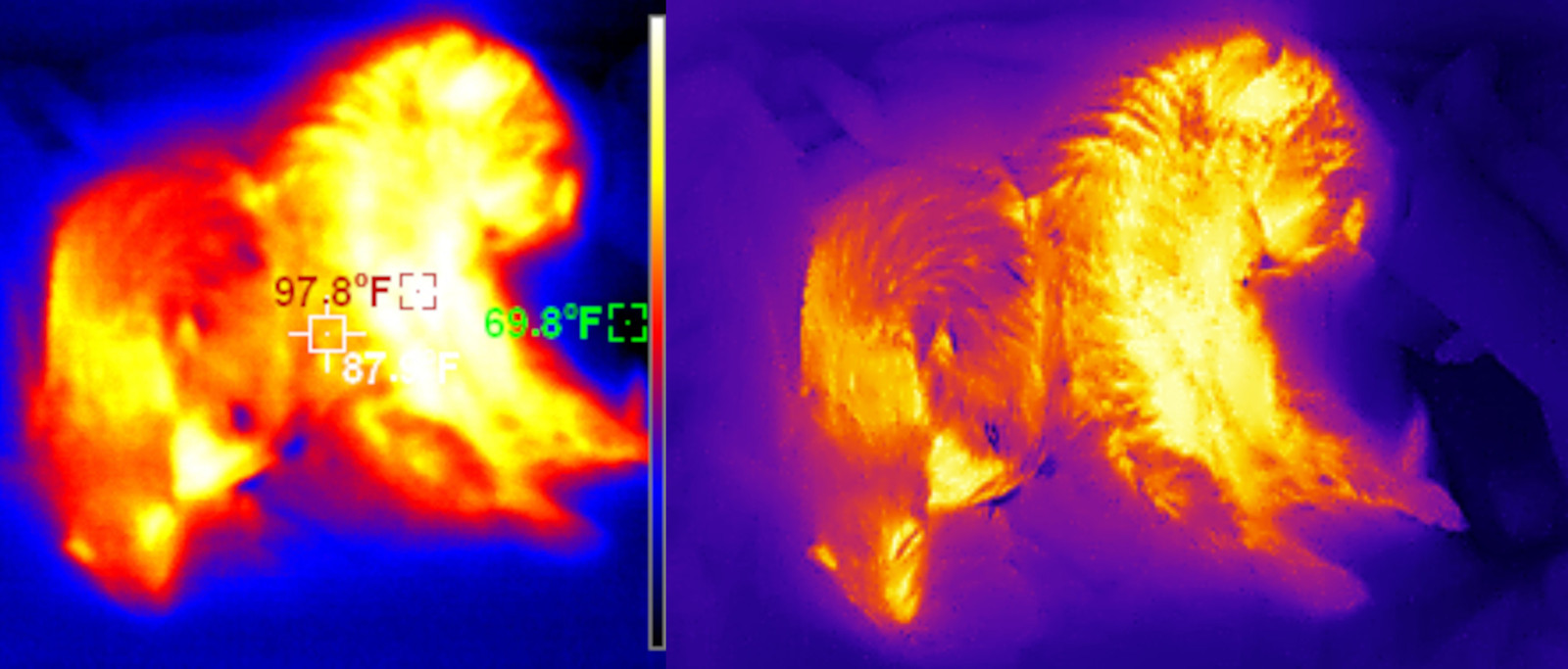 TA-0354: InfiRay P2 Pro Thermal Imager with Macro Lens - for